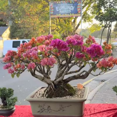 original-A2DA1B8B-09B8-4255-AF84-7A7A2238E77A